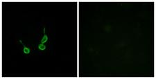 GPR150 Antibody - Peptide - + Immunofluorescence analysis of HepG2 cells, using GPR150 antibody.