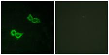 GPR150 Antibody - Peptide - + Immunofluorescence analysis of HepG2 cells, using GPR150 antibody.