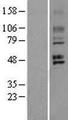 GPR150 Protein - Western validation with an anti-DDK antibody * L: Control HEK293 lysate R: Over-expression lysate