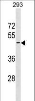 GPR151 Antibody - GPR151 Antibody western blot of 293 cell line lysates (35 ug/lane). The GPR151 antibody detected the GPR151 protein (arrow).