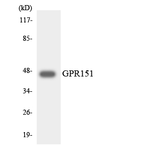 GPR151 Antibody - Western blot analysis of the lysates from HeLa cells using GPR151 antibody.