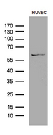 GPR151 Antibody - Western blot analysis of extracts. (35ug) from HUVEC cell line by using anti-GPR151 monoclonal antibody. (1:500)
