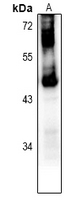 GPR151 Antibody - Western blot analysis of GPR151 expression in rat lung (A) whole cell lysates.