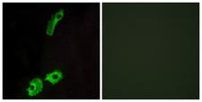 GPR151 Antibody - Peptide - + Immunofluorescence analysis of HeLa cells, using GPR151 antibody.