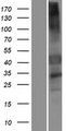 GPR151 Protein - Western validation with an anti-DDK antibody * L: Control HEK293 lysate R: Over-expression lysate