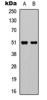 GPR152 Antibody - Western blot analysis of GPR152 expression in HEK293T (A); Raw264.7 (B) whole cell lysates.