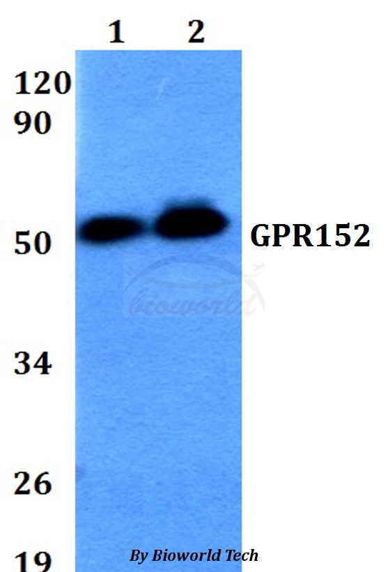 GPR152 Antibody - Western blot of GPR152 antibody at 1:500 dilution. Lane 1: HEK293T whole cell lysate. Lane 2: Raw264.7 whole cell lysate.