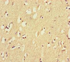 GPR156 Antibody - Immunohistochemistry of paraffin-embedded human brain tissue using GPR156 Antibody at dilution of 1:100