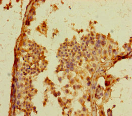GPR156 Antibody - Immunohistochemistry of paraffin-embedded human testis tissue using GPR156 Antibody at dilution of 1:100