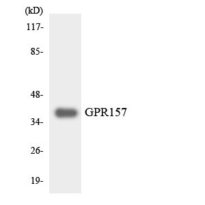 GPR157 Antibody - Western blot analysis of the lysates from RAW264.7cells using GPR157 antibody.