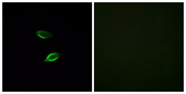 GPR157 Antibody - Peptide - + Immunofluorescence analysis of HUVEC cells, using GPR157 antibody.