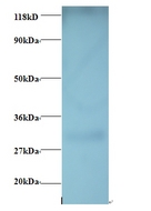GPR161 Antibody - Western blot of 60S ribosomal protein L17 antibody at 2 ug/ml + EC109whole cell lysate. Secondary: Goat polyclonal to Rabbit IgG at 1:15000 dilution. Predicted band size: 58 kDa. Observed band size: 30 kDa.  This image was taken for the unconjugated form of this product. Other forms have not been tested.