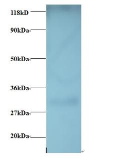 GPR161 Antibody - Western blot of 60S ribosomal protein L17 antibody at 2 ug/ml + EC109whole cell lysate. Secondary: Goat polyclonal to Rabbit IgG at 1:15000 dilution. Predicted band size: 58 kDa. Observed band size: 30 kDa.  This image was taken for the unconjugated form of this product. Other forms have not been tested.