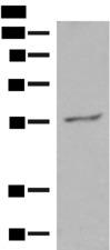 GPR161 Antibody - Western blot analysis of Hela cell lysate  using GPR161 Polyclonal Antibody at dilution of 1:500