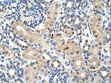 GPR161 Antibody - GPR161 antibody ARP42353_T100-NP_722561-GPR161(G protein-coupled receptor 161) Antibody was used in IHC to stain formalin-fixed, paraffin-embedded human kidney.  This image was taken for the unconjugated form of this product. Other forms have not been tested.