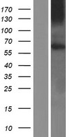 GPR161 Protein - Western validation with an anti-DDK antibody * L: Control HEK293 lysate R: Over-expression lysate