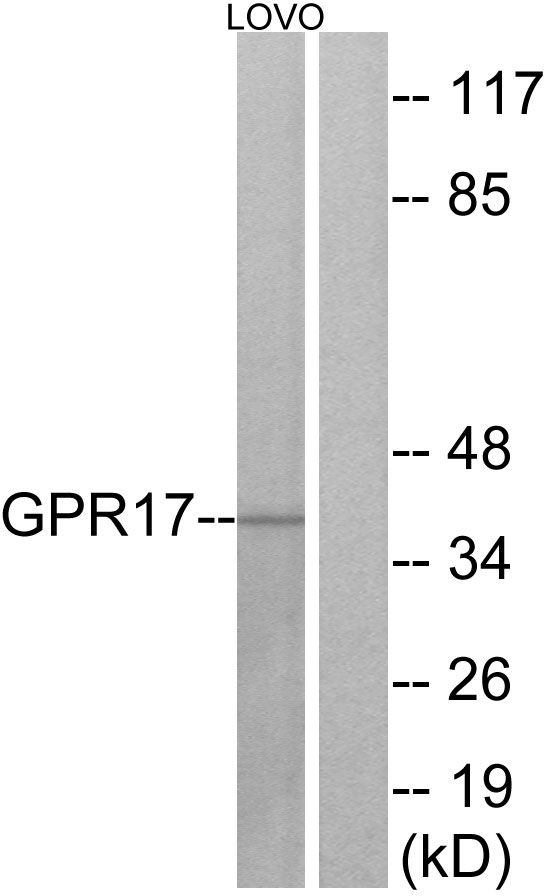 GPR17 Antibody - Western blot analysis of lysates from LOVO cells, using GPR17 Antibody. The lane on the right is blocked with the synthesized peptide.