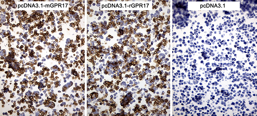 GPR17 Antibody - Immunohistochemical staining of paraffin-embedded cell pellets of 293T cells transfected with pcDNA3.1-mGPR17, pcDNA3.1-rGPR17 or pcDNA3.1 plasmids using anti-GPR17 Mouse monoclonal antibody. (Heat-induced epitope retrieval by Tris-EDTA buffer. (pH8.0) at 120°C for 2.5 min). (1:150)