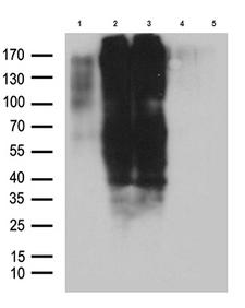 GPR17 Antibody - Western blot analysis of lysates of 293T cells transfected with. (1)pCINEO-hGPR17. (2)pcDNA3.1-mGPR17. (3)pcDNA3.1-rGPR17. (4)pcDNA3.1, or. (5)PCINEO plasmids using anti-GPR17 Mouse monoclonal antibody. (1:500)