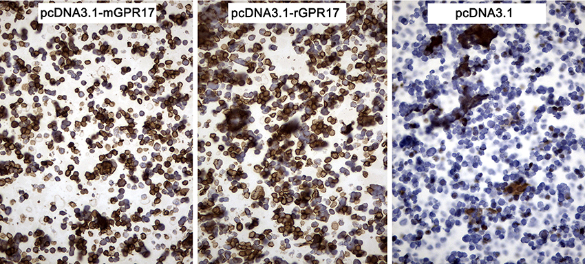 GPR17 Antibody - Immunohistochemical staining of paraffin-embedded cell pellets of 293T cells transfected with pcDNA3.1-mGPR17, pcDNA3.1-rGPR17 or pcDNA3.1 plasmids using anti-GPR17 Mouse monoclonal antibody. (Heat-induced epitope retrieval by Tris-EDTA buffer. (pH8.0) at 120°C for 2.5 min). (1:150)