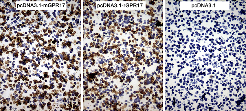 GPR17 Antibody - Immunohistochemical staining of paraffin-embedded cell pellets of 293T cells transfected with pcDNA3.1-mGPR17, pcDNA3.1-rGPR17 or pcDNA3.1 using anti-GPR17 Mouse monoclonal antibody. (Heat-induced epitope retrieval by Tris-EDTA buffer. (pH8.0) at 120°C for 2.5 min). (1:150)