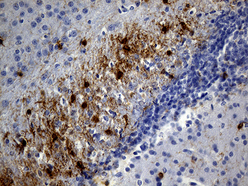 GPR17 Antibody - Immunohistochemical staining of paraffin-embedded mouse cerebrum tissue within the normal limits using anti-GPR17 mouse monoclonal antibody. (Heat-induced epitope retrieval by 1mM EDTA in 10mM Tris buffer. (pH8.5) at 120 oC for 3 min. (1:100)