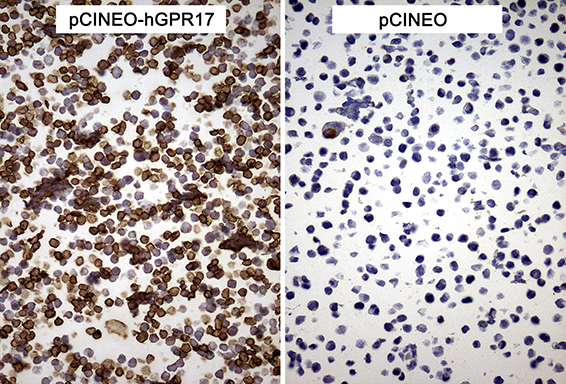 GPR17 Antibody - Immunohistochemical staining of paraffin-embedded cell pellets of 293T cells transfected with pCINEO-hGPR17 or pCINEO plasmids using anti-GPR17 Mouse monoclonal antibody. (Heat-induced epitope retrieval by Tris-EDTA buffer. (pH8.0) at 120°C for 2.5 min)(1:150)