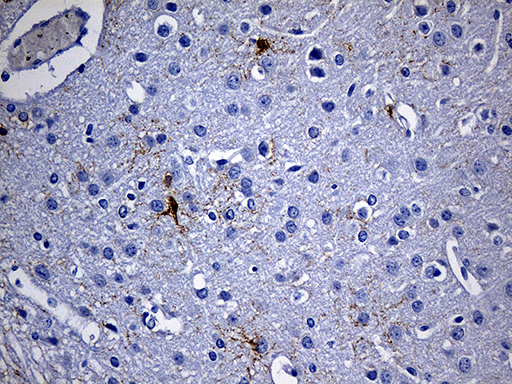 GPR17 Antibody - Immunohistochemical staining of paraffin-embedded mouse cerebrum tissue within the normal limits using anti-GPR17 mouse monoclonal antibody. (Heat-induced epitope retrieval by 1mM EDTA in 10mM Tris buffer. (pH8.5) at 120 oC for 3 min. (1:150)