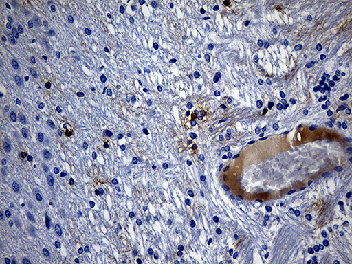 GPR17 Antibody - Immunohistochemical staining of paraffin-embedded rat cerebrum tissue within the normal limits using anti-GPR17 mouse monoclonal antibody. (Heat-induced epitope retrieval by 1mM EDTA in 10mM Tris buffer. (pH8.5) at 120 oC for 3 min. (1:150)