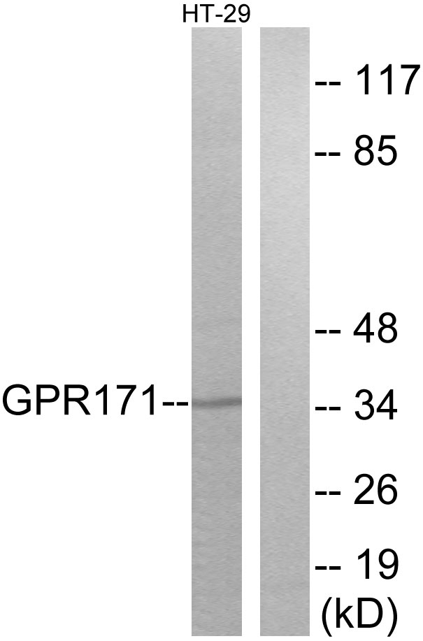 GPR171 Antibody - Western blot analysis of lysates from HT-29 cells, using GPR171 Antibody. The lane on the right is blocked with the synthesized peptide.