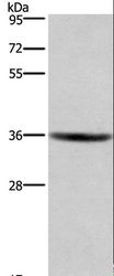 GPR171 Antibody - Western blot analysis of HT-29 cell, using GPR171 Polyclonal Antibody at dilution of 1:400.