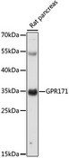 GPR171 Antibody - Western blot analysis of extracts of Rat pancreas, using GPR171 antibody at 1:1000 dilution. The secondary antibody used was an HRP Goat Anti-Rabbit IgG (H+L) at 1:10000 dilution. Lysates were loaded 25ug per lane and 3% nonfat dry milk in TBST was used for blocking. An ECL Kit was used for detection and the exposure time was 60s.