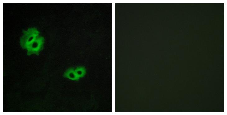 GPR171 Antibody - Peptide - + Immunofluorescence analysis of MCF-7 cells, using GPR171 antibody.