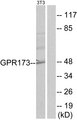 GPR173 / SREB3 Antibody - Western blot analysis of lysates from NIH/3T3 cells, using GPR173 Antibody. The lane on the right is blocked with the synthesized peptide.