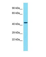 GPR173 / SREB3 Antibody - Western blot of GPR173 Antibody - C-terminal region with human 721_B cells lysate.  This image was taken for the unconjugated form of this product. Other forms have not been tested.