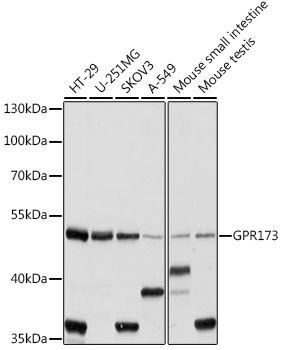 GPR173 / SREB3 Antibody - Western blot analysis of extracts of various cell lines, using GPR173 antibody at 1:1000 dilution. The secondary antibody used was an HRP Goat Anti-Rabbit IgG (H+L) at 1:10000 dilution. Lysates were loaded 25ug per lane and 3% nonfat dry milk in TBST was used for blocking. An ECL Kit was used for detection and the exposure time was 10s.