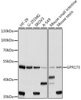 GPR173 / SREB3 Antibody - Western blot analysis of extracts of various cell lines, using GPR173 antibody at 1:1000 dilution. The secondary antibody used was an HRP Goat Anti-Rabbit IgG (H+L) at 1:10000 dilution. Lysates were loaded 25ug per lane and 3% nonfat dry milk in TBST was used for blocking. An ECL Kit was used for detection and the exposure time was 10s.