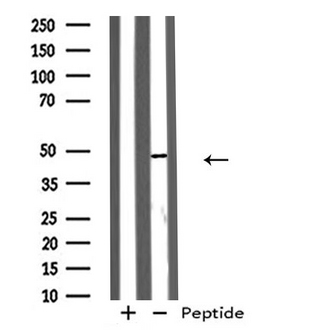 GPR173 / SREB3 Antibody - Western blot analysis of extracts of NIH-3T3 cells using GPR173 antibody.