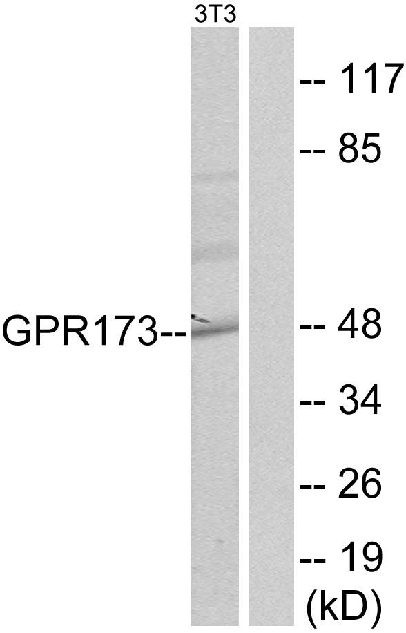 GPR173 / SREB3 Antibody - Western blot analysis of extracts from NIH-3T3 cells, using GPR173 antibody.