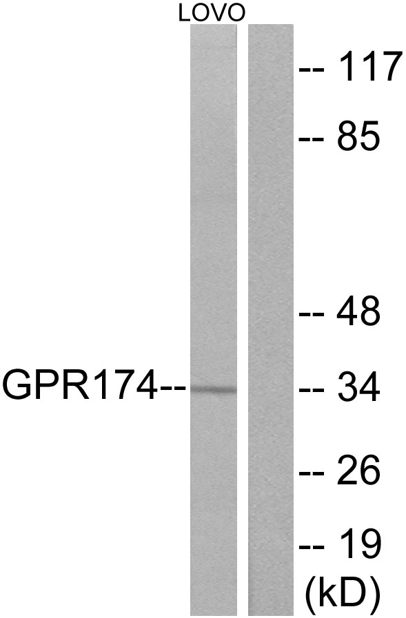 GPR174 Antibody - Western blot analysis of lysates from LOVO cells, using GPR174 Antibody. The lane on the right is blocked with the synthesized peptide.