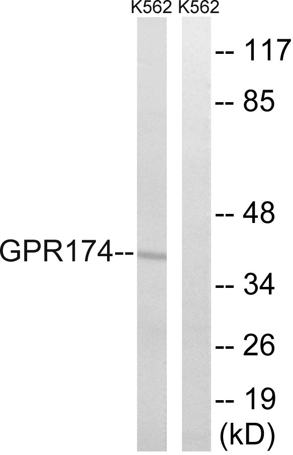 GPR174 Antibody - Western blot analysis of lysates from K562 cells, using GPR174 Antibody. The lane on the right is blocked with the synthesized peptide.