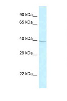 GPR174 Antibody - GPR174 antibody Western blot of Fetal Brain lysate. Antibody concentration 1 ug/ml.  This image was taken for the unconjugated form of this product. Other forms have not been tested.