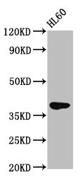 GPR174 Antibody - Western Blot Positive WB detected in: HL60 whole cell lysate All Lanes: GPR174 antibody at 2.8µg/ml Secondary Goat polyclonal to rabbit IgG at 1/50000 dilution Predicted band size: 39 KDa Observed band size: 39 KDa