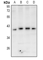 GPR174 Antibody - Western blot analysis of GPR174 expression in BV2 (A), PC12 (B), A549 (C), Hela (D) whole cell lysates.