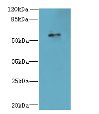 GPR176 Antibody - Western blot. All lanes: GPR176 antibody at 10 ug/ml+A40- whole cell lysate Goat polyclonal to rabbit at 1:10000 dilution. Predicted band size: 57 kDa. Observed band size: 57 kDa.