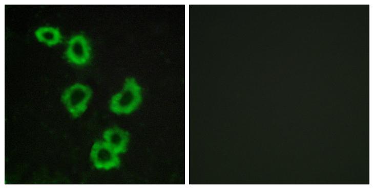 GPR176 Antibody - Peptide - + Immunofluorescence analysis of MCF-7 cells, using GPR176 antibody.