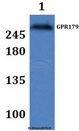 GPR179 Antibody - Western blot of GPR179 antibody at 1:500 dilution. Lane 1: HEPG2 whole cell lysate.