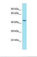 GPR180 Antibody - Western blot of Human Jurkat. GPR180 antibody dilution 1.0 ug/ml.  This image was taken for the unconjugated form of this product. Other forms have not been tested.