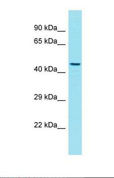 GPR180 Antibody - Western blot of Human Jurkat. GPR180 antibody dilution 1.0 ug/ml.  This image was taken for the unconjugated form of this product. Other forms have not been tested.