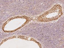 GPR180 Antibody - Immunochemical staining of human GPR180 in human testis with rabbit polyclonal antibody at 1:100 dilution, formalin-fixed paraffin embedded sections.